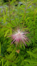 Calliandra surinamensis / Pompon du marin / Conteneur de 7 à 10 litres
