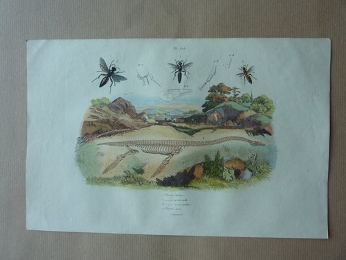 Gravure xixe plésie - xixe,