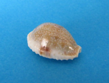 Cypraea Erosa Chlorizans 26,3