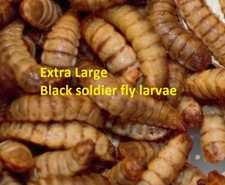 Extra large live Black Soldier