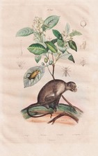 Singe Capucin Primates Insecte