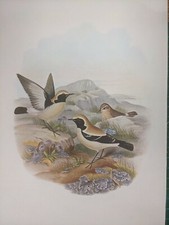 1969 Imprimé D'Oiseau - Alouette Du Désert - John Gould