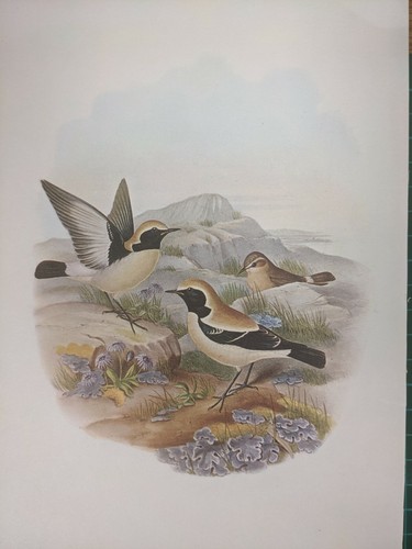 1969 imprimé oiseau - 1969, d'oiseau