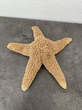 ancienne etoile de mer