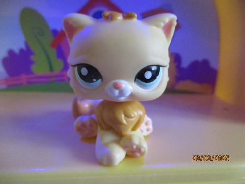 Petshop chat persan - petshop,