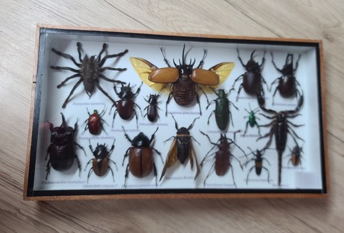 Collection entomologique