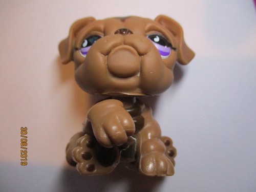 Petshop chien bouledogue - chien,