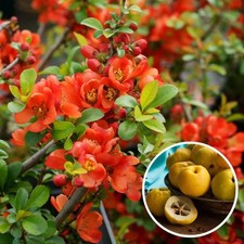 Chaenomeles japonica