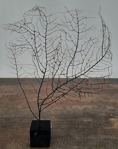 Curiosité taxidermie - taxidermie,