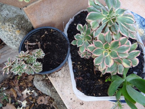 2lots beauxaéoniums panachés
