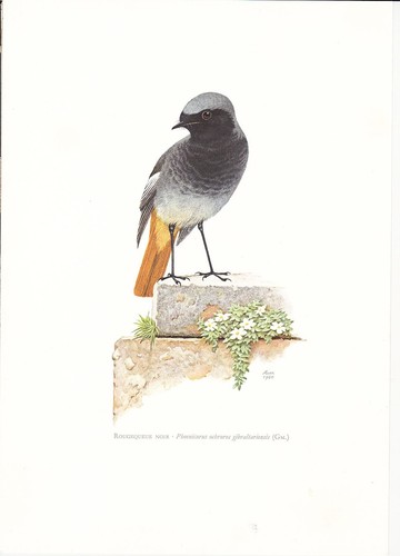 Planche histoire naturelle - 85,