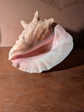 Gros coquillage Conque / Lambi