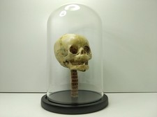 Petit crâne humain décoratif sous cloche (réplique)