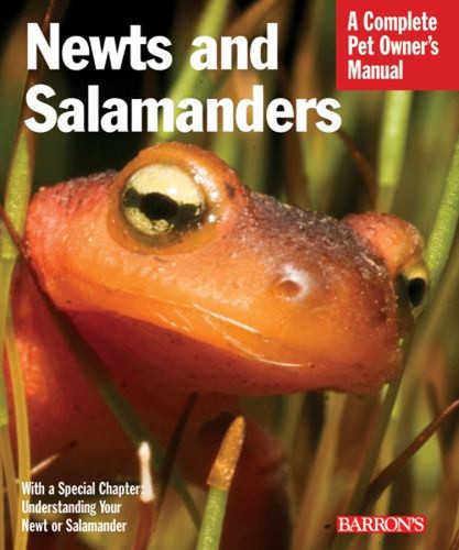 Nouveauxts salamandres - nouveauxts, et
