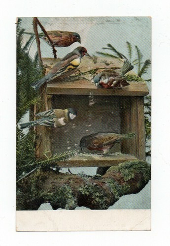 Oiseaux sur une mangeoire - ,