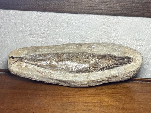 Poisson fossile rhacolepsis - poisson,