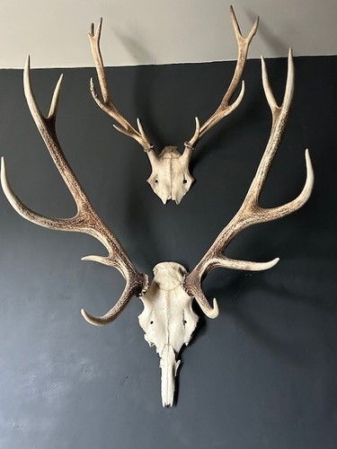 Bois cerf 10 cors - 1,