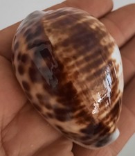 curiosité , taxidermie ,Coquillage : Cypraea Tigris Défaut De Pigments #2