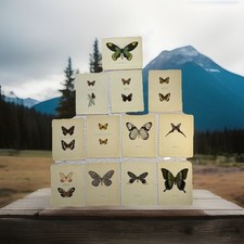 Gravure Papillon Planche