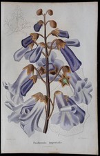 1843 - Paulownia impérial - Gravure ancienne - Botanique - Fleurs en couleurs