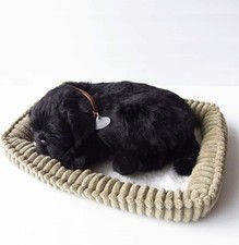 Nini et Kino Perfect Pet