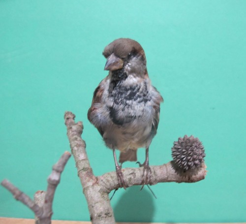 Perched sparrow real - perched, bird