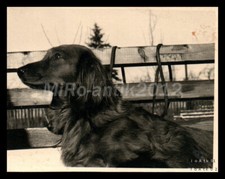 Photo, exposition canine