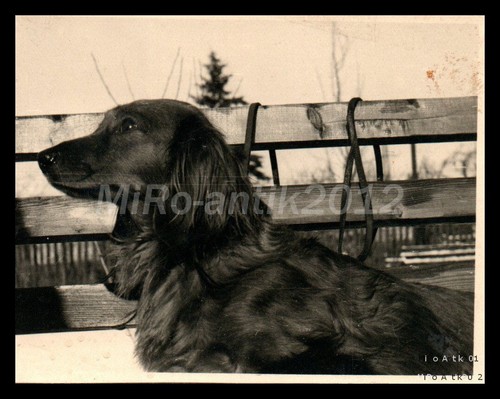 Photo exposition canine - exposition,