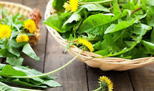 250 graines de PISSENLIT