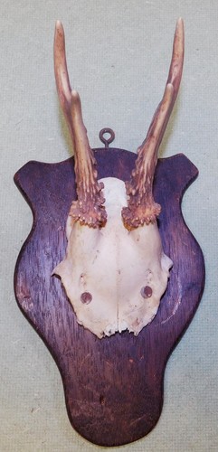 Ancien trophee chasse - ancien,