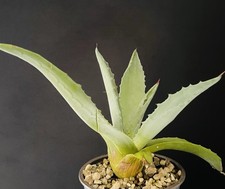 Agave Americana Très Belle génétique Pot 10  Caudex Succulente Plante Kakteen