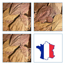 catappa  10 Feuilles  15gr