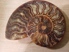 Ammonite Cleoniceras Madagascar Polie 22v007