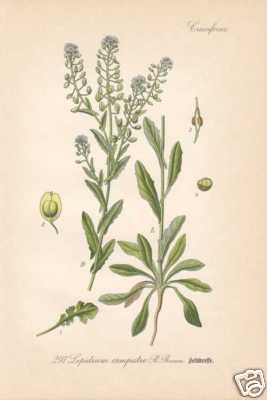 Lepidium campestre - lepidium,