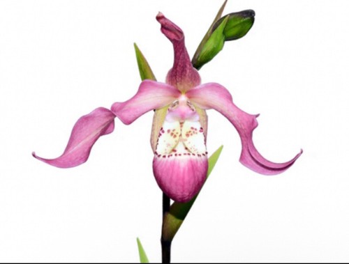 Phragmipedium wayne riggs - phragmipedium,