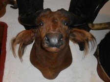  TROPHÉE  TAXIDERMIE BUFFLE  chasse INSOLITE CURIOSITÉ DECO