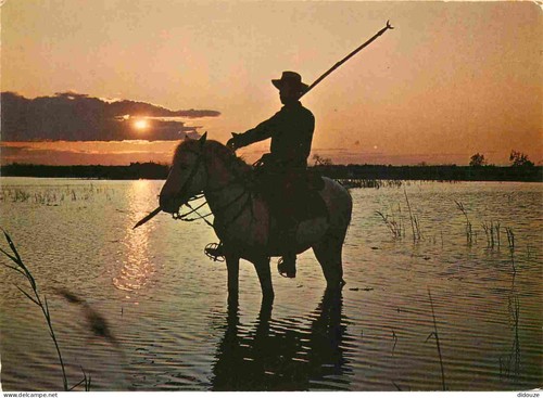 Carte postale animaux - carte,