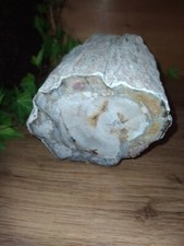 Belle pièce de Bois Fossilisé 1600 g