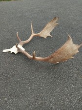 trophée de daim,  bois de 70 cm
