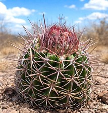 Melocactus curvispinus SEEDS -