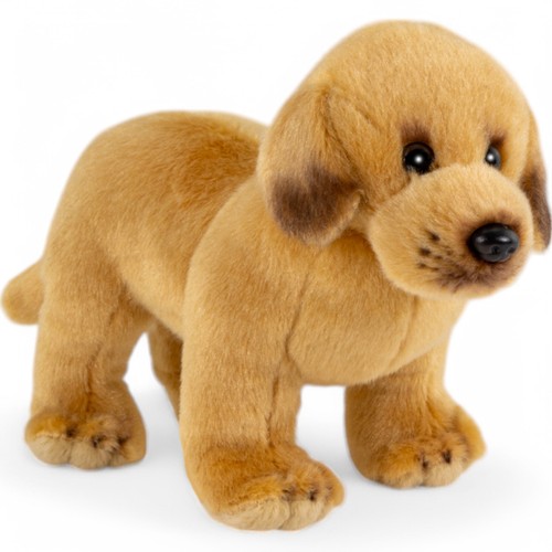 Labrador dog standing approx