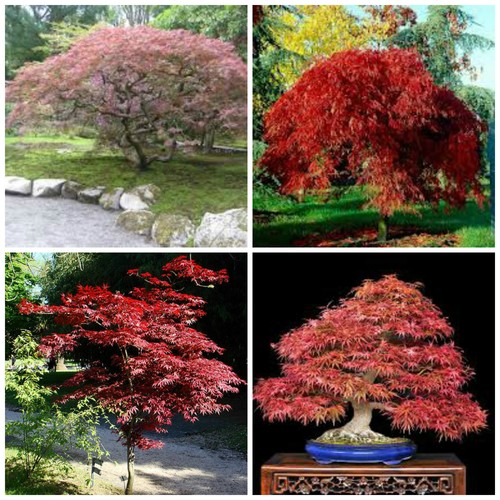 Graines acer palmatum - de,