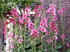 200 graines de roses trémières multicolores