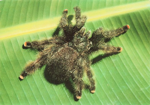 973 guyane francaise mygale - la,