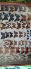 COLLECTION DE PAPILLONS SOUS