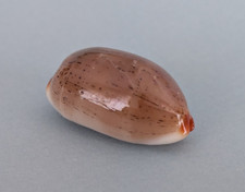 Cypraea Isabella 32,3 mm Gem