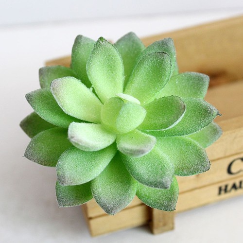 1plante succulente verte - 1plante, en