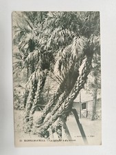 CPA - ALGERIE - HAMMAM-R'HIRA - Le Palmier à six troncs.