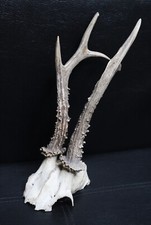 Crâne de chevreuil n°1 – Taxidermie ostéologie vintage