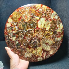 750G Ammonite Shell Jurassic